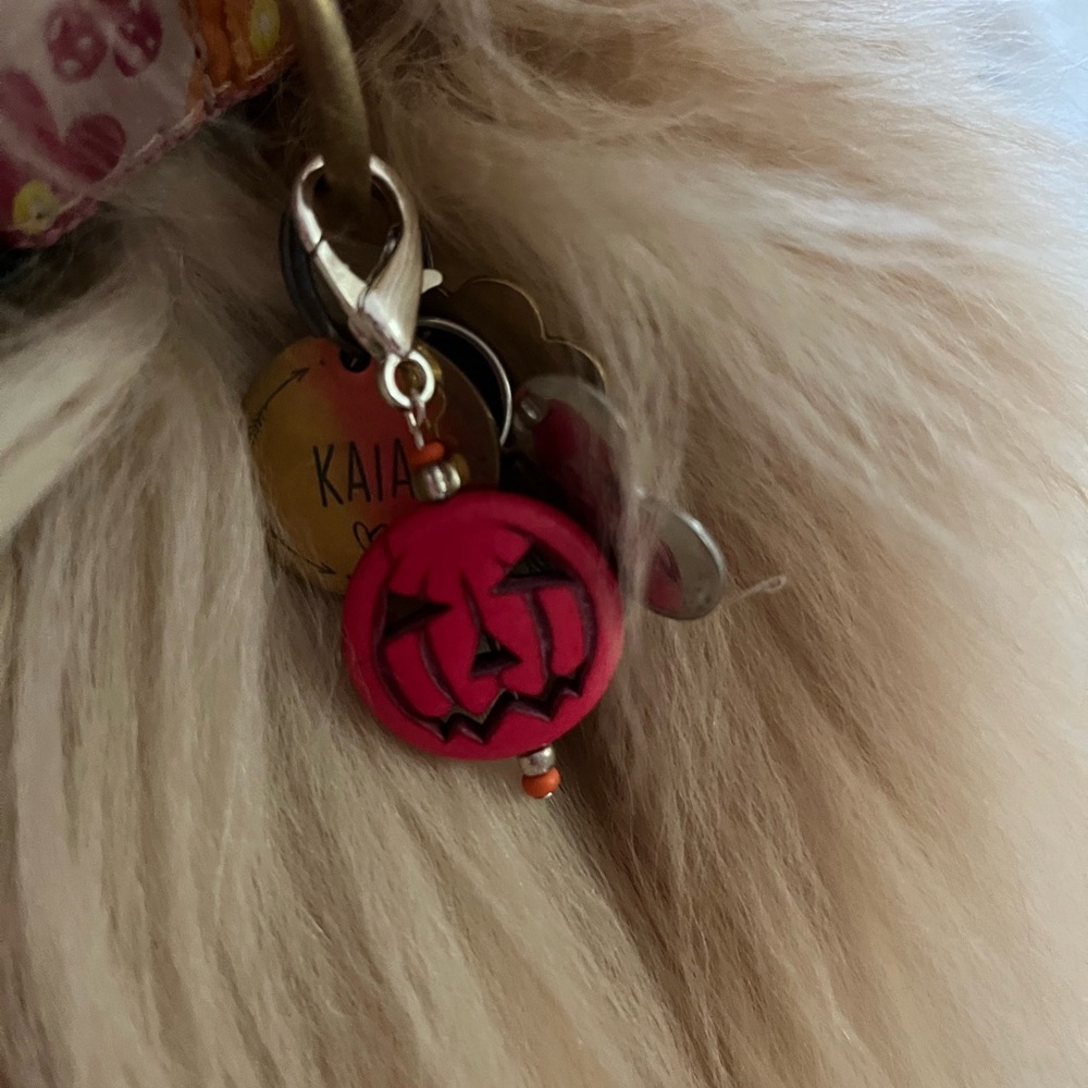 🎃Halloween/Fall jack o lantern pet charm